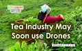 Tea Industry Considers Using Drones for Effective Crop Management