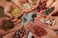 Celebrating Seed Sovereignty to Uphold the Rights of Farmers