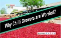 Farmers, Traders Worried as Chilli Prices Fall