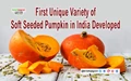 First Unique Variety of Soft Seeded Pumpkin in India Developed