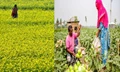 Why India need Agri-biotechnological advancements