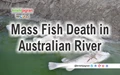 Why Thousands of Fish Are Dying in Australia?