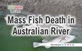 Why Thousands of Fish Are Dying in Australia?