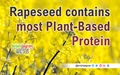 Rapeseed Contains most Plant-Based Protein
