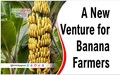 How West Bengal is helping the Banana Growers?