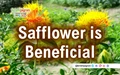Safflower Field Day in Adilabad highlights the crop’s benefits