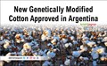 New Genetically Modified Cotton Approved in Argentina