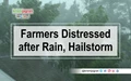 Crops Damaged due to Heavy Rainfall, Hailstorm in North India
