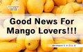 Asian & Germans Can Enjoy a New Variety of Mango from This Summer