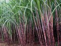 Drip irrigation: Saving Water & Helping farmers in Maharashtra