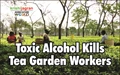 Beware! Many Tea Garden Workers Died After Consuming Toxic Liquor
