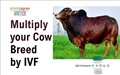 NDDB IVF Technique to Multiply Cow Breeds like Gir, Sahiwal & others