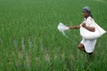 Govt. Scheme for fertilizers to be widened