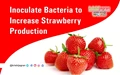 Inoculate Bacteria to Increase Strawberry Production