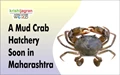 Mud Crab Hatchery to be Established in Maharashtra