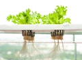 HYDROPONICS FOR COMMERCIAL FARMING