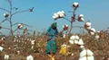 India Cuts GM Cotton Seed Royalty; FSII Expresses Grave Concerns