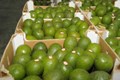 First Avocado Shipment for this Season from Peru by IG International