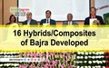IARI has Developed around 16 Hybrids/Composites of Pearl Millet