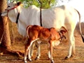 Indigenous cattle breeds : Improving