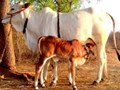 Indigenous cattle breeds : Improving