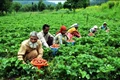 Agriculture Department Organizes Farmers’ Conference