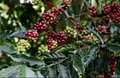 Five Varieties of Indian Coffee Gets GI Tag