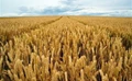 Higher Yields Could Lift Wheat Output to a Record High says IIWBR Director