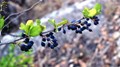 Wild Edible Plants of Uttarakhand Himalayas: Introduction and Health benefits