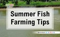 Tips for Fish farming in summer season