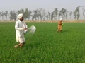 Centre Extends Duration of New Urea Policy from 1st April till Further Notice
