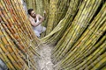 Maharashtra unwilling to crush their sugarcanes early