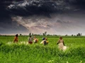 IMD Monsoon Forecast Offers Good News for Indian Agriculture & Economy
