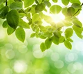 Scientists on mission to fasten Photosynthesis