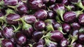 Beware! A Genetically Modified Brinjal is illegally cultivated in This State