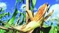 Corteva Agriscience Introduces New Seed Brand 'Brevant' For Corn Farmers