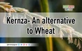 Kernza- An Alternative to Wheat that Doesn't Need Replanting