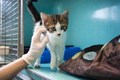 Kitten Slaughterhouse is Closed by U.S. Agriculture Department
