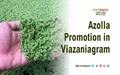 Azolla Cultivation, Component of Mahatma Gandhi National Rural Employment Guarantee Scheme