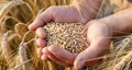 FCI will Sell 10 Million Tonne of Wheat to Bulk Customers