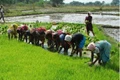 Central Govt to allocate 30% agri scheme fund for women