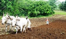 Over 2.25 Crore Farmers Receive Rs 2,000 under PM-Kisan Scheme since April 1