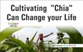 Cultivating Chia Seeds Boosting Income of Mysuru Farmers