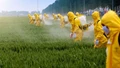 France to End Use of Glyphosate by 2021: French Agriculture Minister