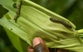 Pest Attack Warning: Mizoram Suffers Rs 20 cr Crop Loss Due to Fall Armyworm Outbreak