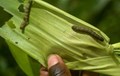 Pest Attack Warning: Mizoram Suffers Rs 20 cr Crop Loss Due to Fall Armyworm Outbreak