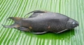 New species of freshwater edible fish discovered in Pampa, Kerala