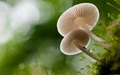 Japan’s Shiitake Mushroom Will Soon Be Available in Manipur