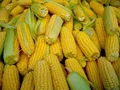 Brazil Becomes World’s Second Largest Corn Exporter after the US