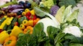 India’s Horticulture Enters Fast Lane